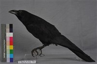 藏品(巨嘴鴉)的圖片